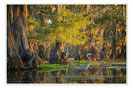 Poster Heron in the swamps of Southern USA