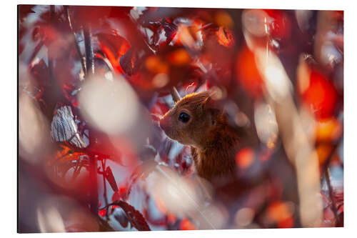 Aluminium print Squirrel in autumn leaves