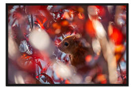 Gerahmter Kunstdruck Eichhörnchen im Herbstlaub