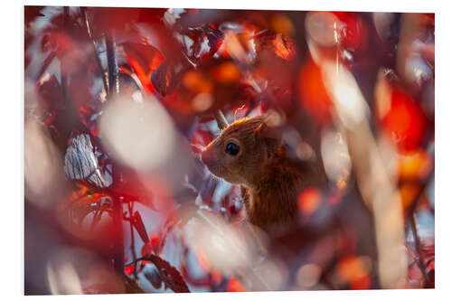 Foam board print Squirrel in autumn leaves