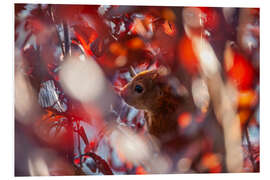 Foam board print Squirrel in autumn leaves