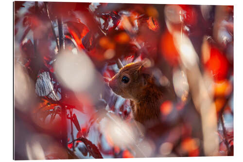 Galleritryk Squirrel in autumn leaves