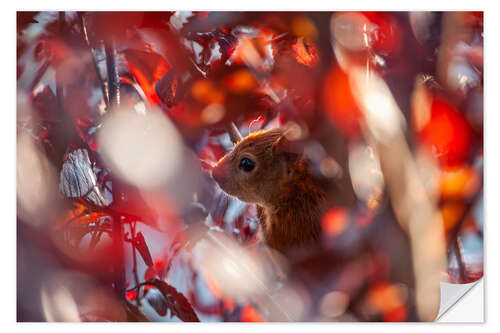 Wall sticker Squirrel in autumn leaves