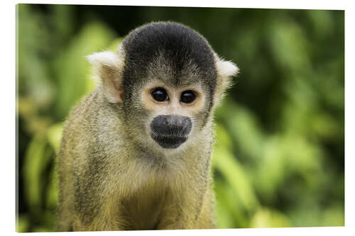 Acrylic print Squirrel monkey in the Pampas de Yacuma, Bolivia
