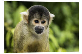 Aluminium print Squirrel monkey in the Pampas de Yacuma, Bolivia