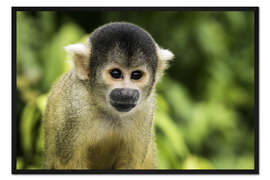 Gerahmter Kunstdruck Totenkopfäffchen in den Pampas de Yacuma, Bolivien
