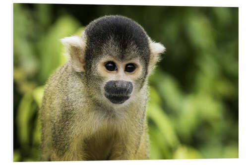 Tableau en PVC Squirrel monkey in the Pampas de Yacuma, Bolivia