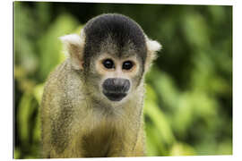 Gallery print Squirrel monkey in the Pampas de Yacuma, Bolivia