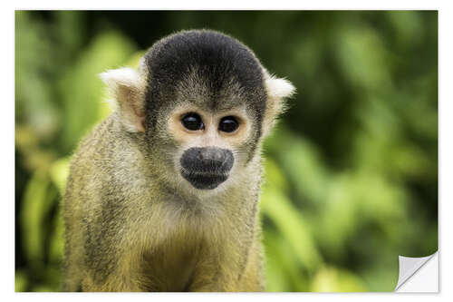 Selvklebende plakat Squirrel monkey in the Pampas de Yacuma, Bolivia