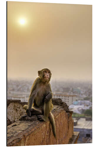 Aluminium print Rhesus macaque at sunset over Jaipur, Rajasthan