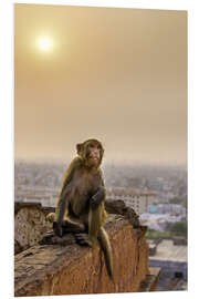 Tableau en PVC Rhesus macaque at sunset over Jaipur, Rajasthan