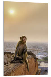 Galleriprint Rhesus macaque at sunset over Jaipur, Rajasthan