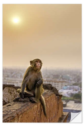 Selvklebende plakat Rhesus macaque at sunset over Jaipur, Rajasthan