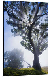 Aluminiumtavla Trees of madeira - sunbeams