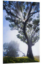 Foam board print Trees of madeira - sunbeams