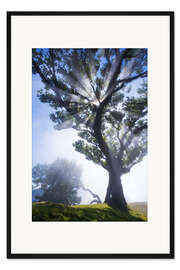 Gerahmter Kunstdruck Bäume von Madeira - Sonnenstrahlen