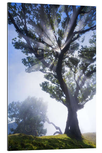 Gallery print Trees of madeira - sunbeams