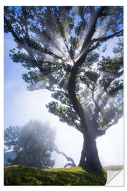 Selvklebende plakat Trees of madeira - sunbeams