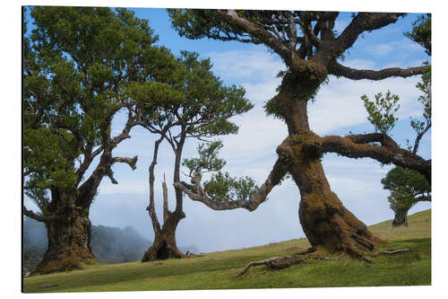 Aluminium print Trees of Madeira - the lady