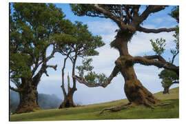 Tableau en aluminium Trees of Madeira - the lady