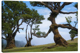 Canvas print Trees of Madeira - the lady