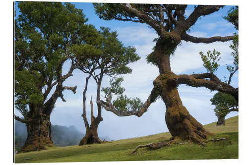 Gallery print Trees of Madeira - the lady