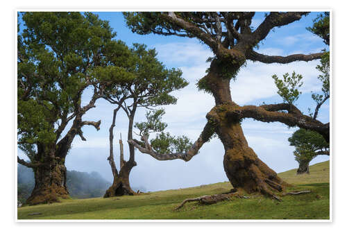 Poster Trees of Madeira - the lady