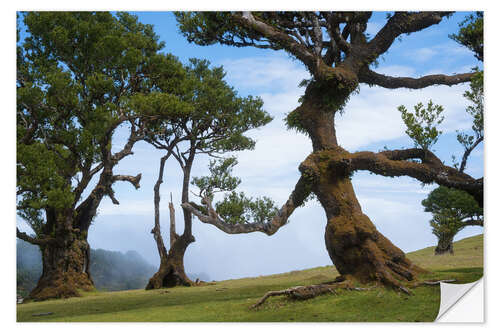 Naklejka na ścianę Trees of Madeira - the lady