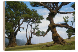 Wood print Trees of Madeira - the lady