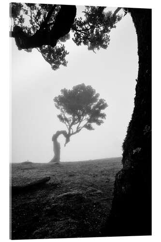 Acrylic print Trees of madeira - fanal in b/w