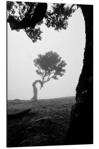 Print på aluminium Trees of madeira - fanal in b/w