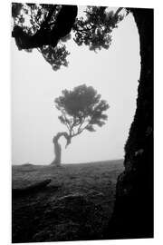 Obraz na PCV Trees of madeira - fanal in b/w