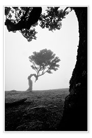 Poster Bäume von Madeira - Fanale in s/w