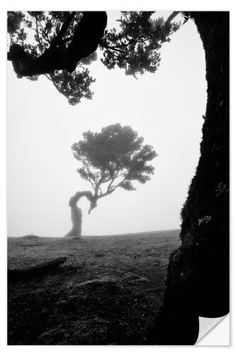 Selvklebende plakat Trees of madeira - fanal in b/w