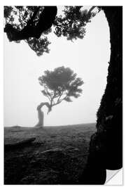 Sticker mural Trees of madeira - fanal in b/w