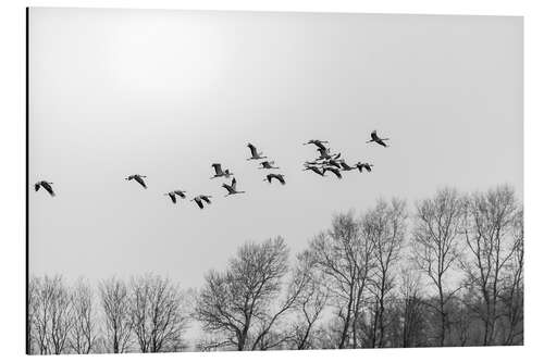 Aluminiumtavla Cranes in flight, b/w