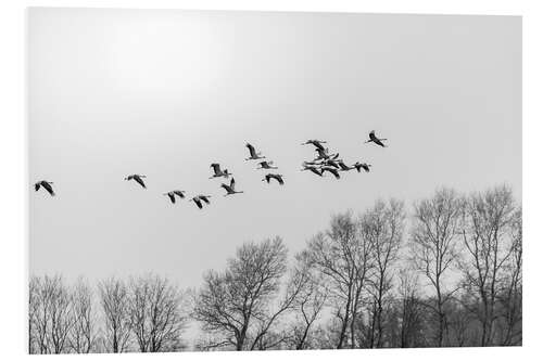 Foam board print Cranes in flight, b/w