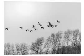 Foam board print Cranes in flight, b/w