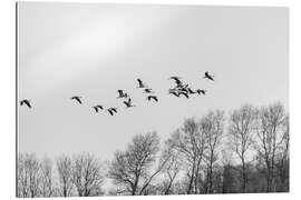 Gallery print Cranes in flight, b/w