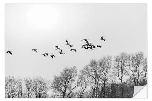 Sticker mural Cranes in flight, b/w