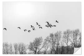 Selvklæbende plakat Cranes in flight, b/w