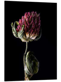 Aluminium print Clover Flower I