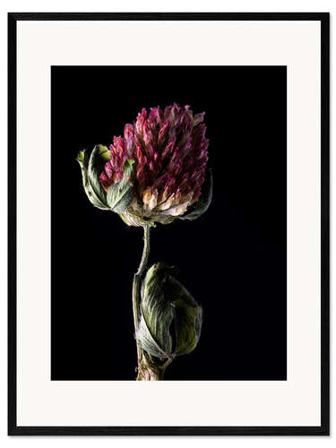 Ingelijste kunstdruk Clover Flower I