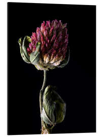 Gallery print Clover Flower I