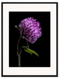 Gerahmter Kunstdruck Kleeblüte II