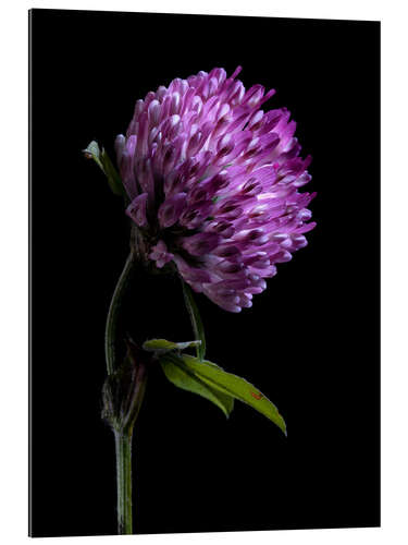 Galleriprint Clover Flower II