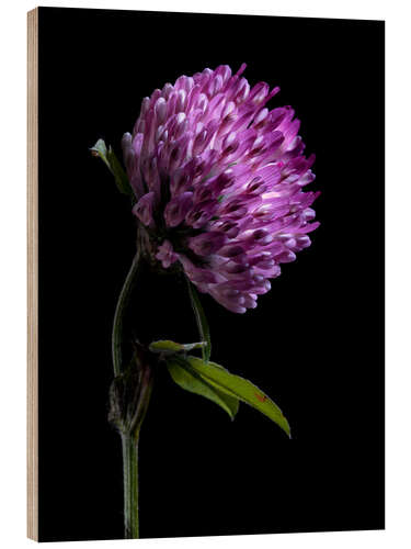 Hout print Clover Flower II