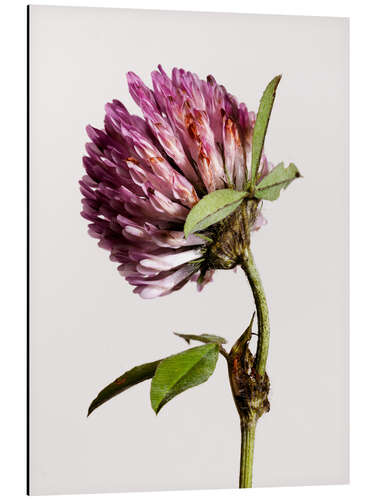 Aluminium print Clover Flower III