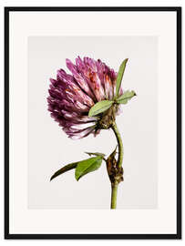 Gerahmter Kunstdruck Kleeblüte III