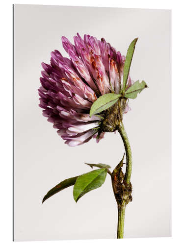 Gallery print Clover Flower III